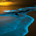 10 reasons to visit Phang Nga_Bioluminescence