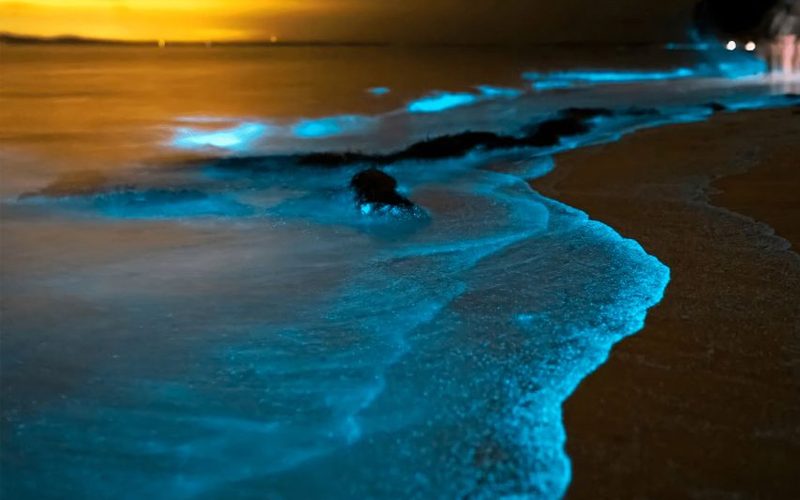 10 reasons to visit Phang Nga_Bioluminescence