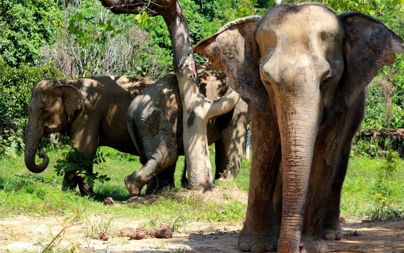 Family Fun in Phuket_Phuket Elephant Sanctuary