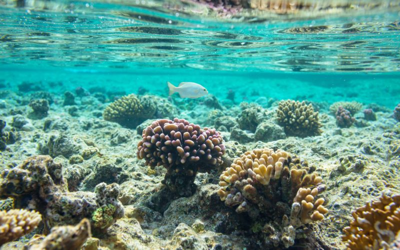 Maya Bay Closing 1st August 2024_coral reef