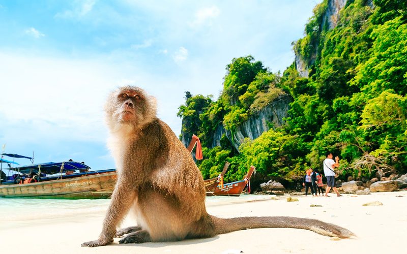 The Wonders of Phi Phi Islands_Monkey Beach