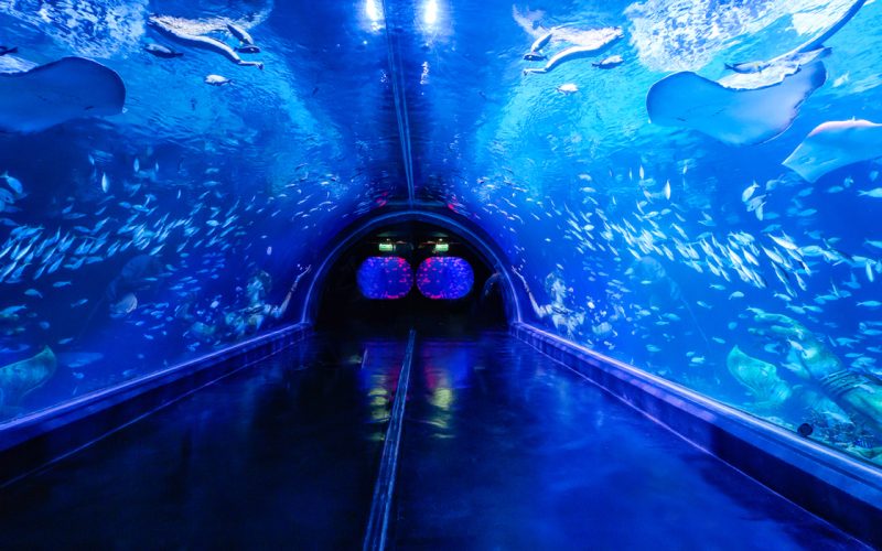 Things to do in Phuket in the rain_Phuket Aquaria