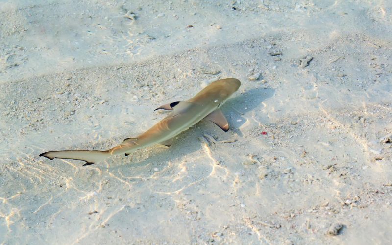 Why is Maya Bay Famous_Black Tip reef Shark